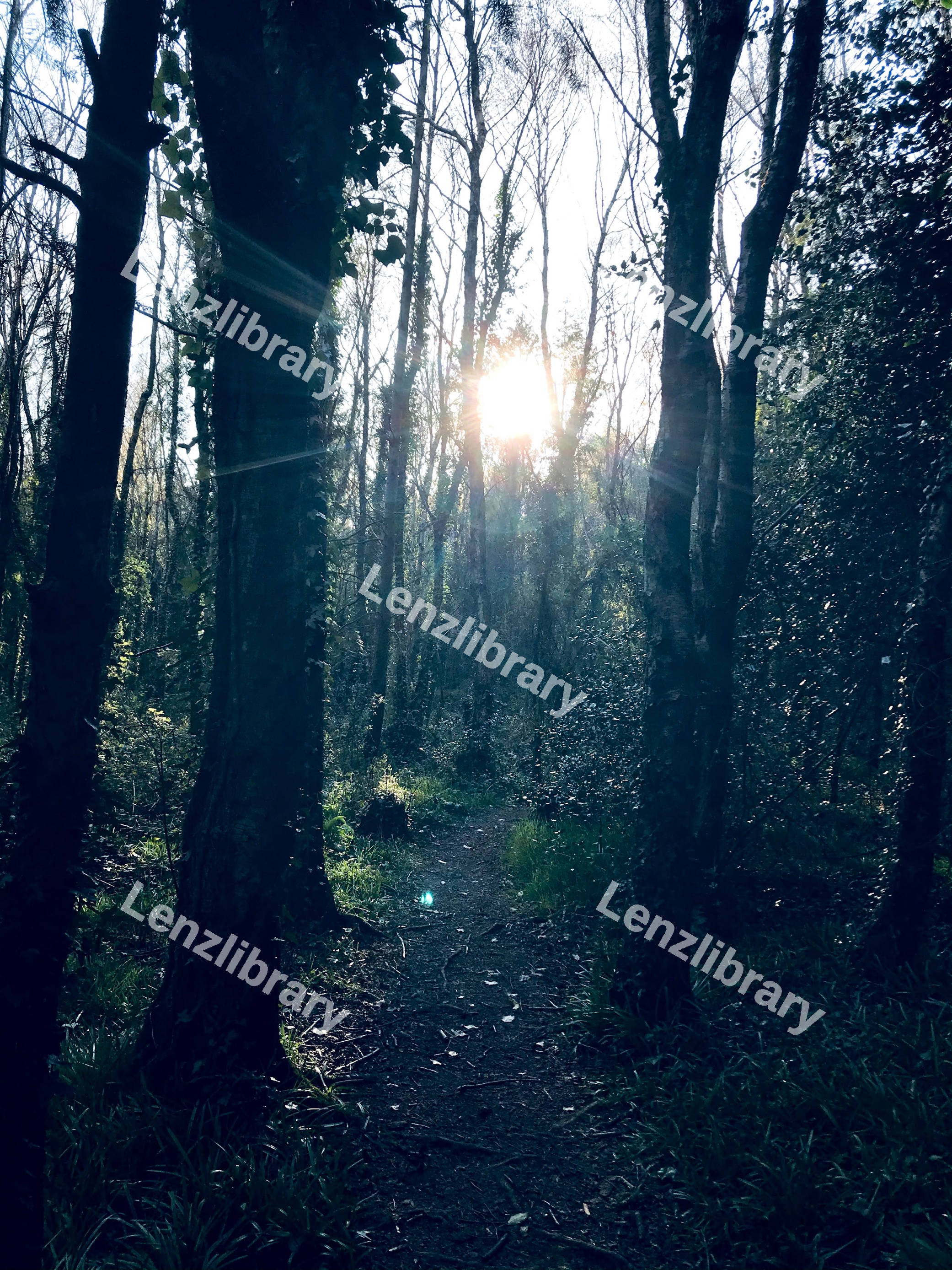 Woodland Path